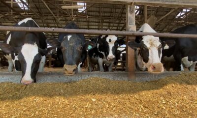 Cattle like to keep cool, too