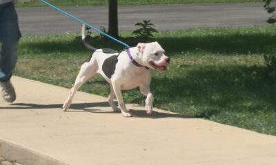 Keeping pets safe in the heat