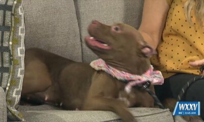 Pet of the Week: Pistachio is looking for a forever home