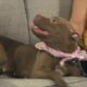 Pet of the Week: Pistachio is looking for a forever home