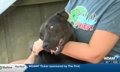 Pine Belt Pet of the Week: Willie