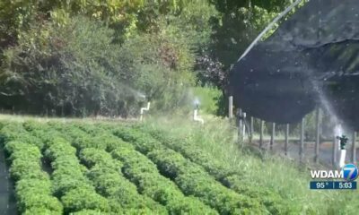 Impact of the drought and heat on plants