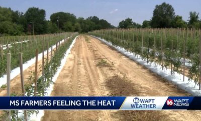 Heat takes toll on farmers, cattle