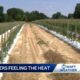 Heat takes toll on farmers, cattle