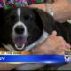 Pet of the Week - Penny