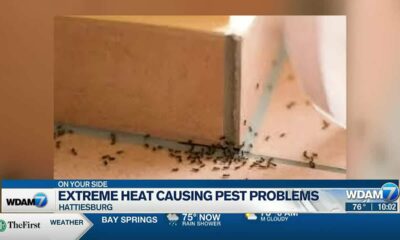 Extreme heat causing pest problems