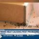 Extreme heat causing pest problems