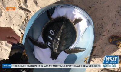 Sea turtle release being rescheduled due to Idalia