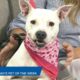 News 25’s Pet of the Week: Maxine is looking for a forever home