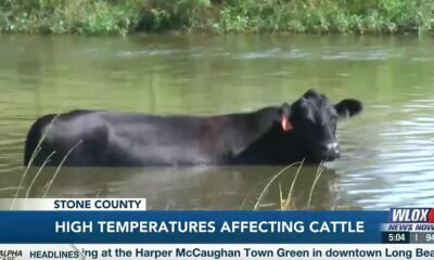 High temperatures affecting cattle