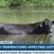 High temperatures affecting cattle