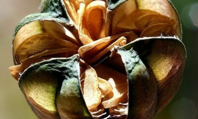 Seed Pods – Beauty All Their Own