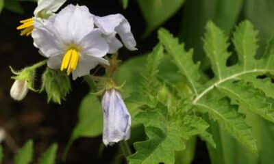 Sticky Nightshade – A Wild Tomato