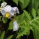 Sticky Nightshade – A Wild Tomato