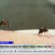 Mississippi reports seven human cases of West Nile Virus