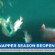Red Snapper season reopens
