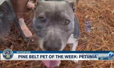 Pine Belt Pet of the Week: Petunia