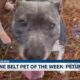 Pine Belt Pet of the Week: Petunia