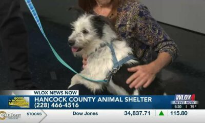 “The perfect dog” Duke is up for adoption at Hancock Co. Animal Shelter