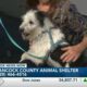 “The perfect dog” Duke is up for adoption at Hancock Co. Animal Shelter