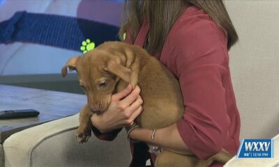 News 25 Pet of the Week: Wiggles is looking for a forever home