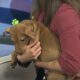 News 25 Pet of the Week: Wiggles is looking for a forever home