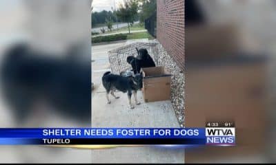 Tupelo animal shelter needs fosters for dogs