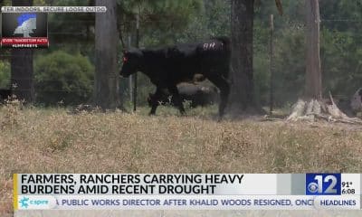 Mississippi farmers impacted by drought