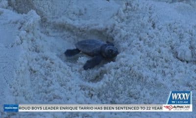 IMMS releases sea turtles into Mississippi Sound