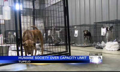 Tupelo-Lee Humane Society is well over capacity limit