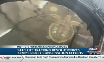 Satellite tracking revolutionizes conservation efforts