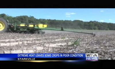 Extreme heat leaves some crops in poor condition