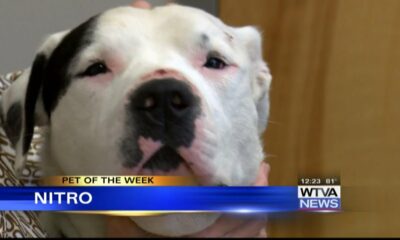 Pet of the Week – Nitro