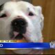 Pet of the Week – Nitro