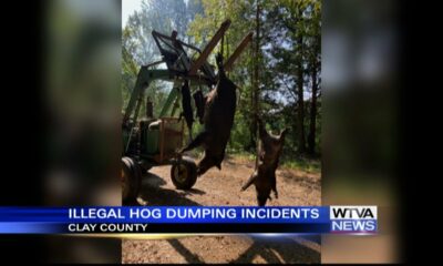 Wild hog carcasses dumped on Clay County road