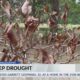 Focused on Mississippi: Drought takes a toll on flowers