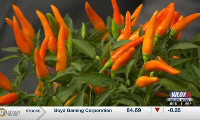 Growing peppers with Dr. Gary Bachman