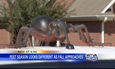 Pest season looks different as fall approaches