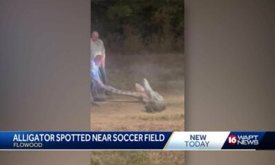 Gator captured in Flowood