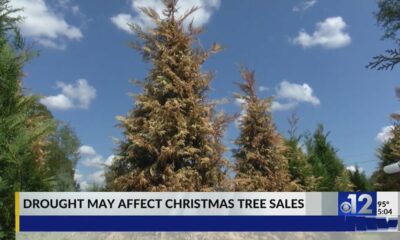 Drought affecting Mississippi Christmas tree farms