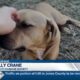 Pet of the Week: Rivet