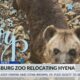 Hattiesburg Zoo hyena relocating to Kansas zoo