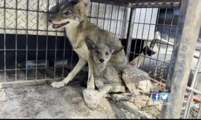 Oxford in the process of relocating coyotes