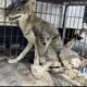 Oxford in the process of relocating coyotes