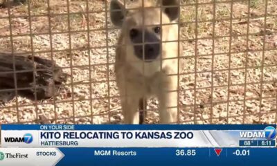 Kito relocated to Kansas Zoo