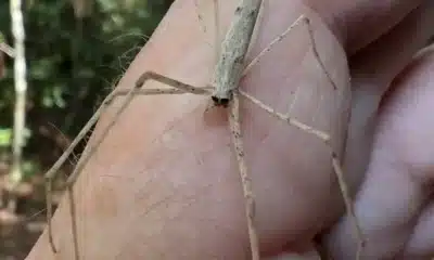 The Eyes on This Spider, Oh My!