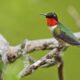 Mississippi’s Hummingbird Migration | Our Mississippi Home