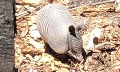 Possum on the Half Shell – Armadillos