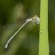 Damselflies – Ancient Dainty Flyers