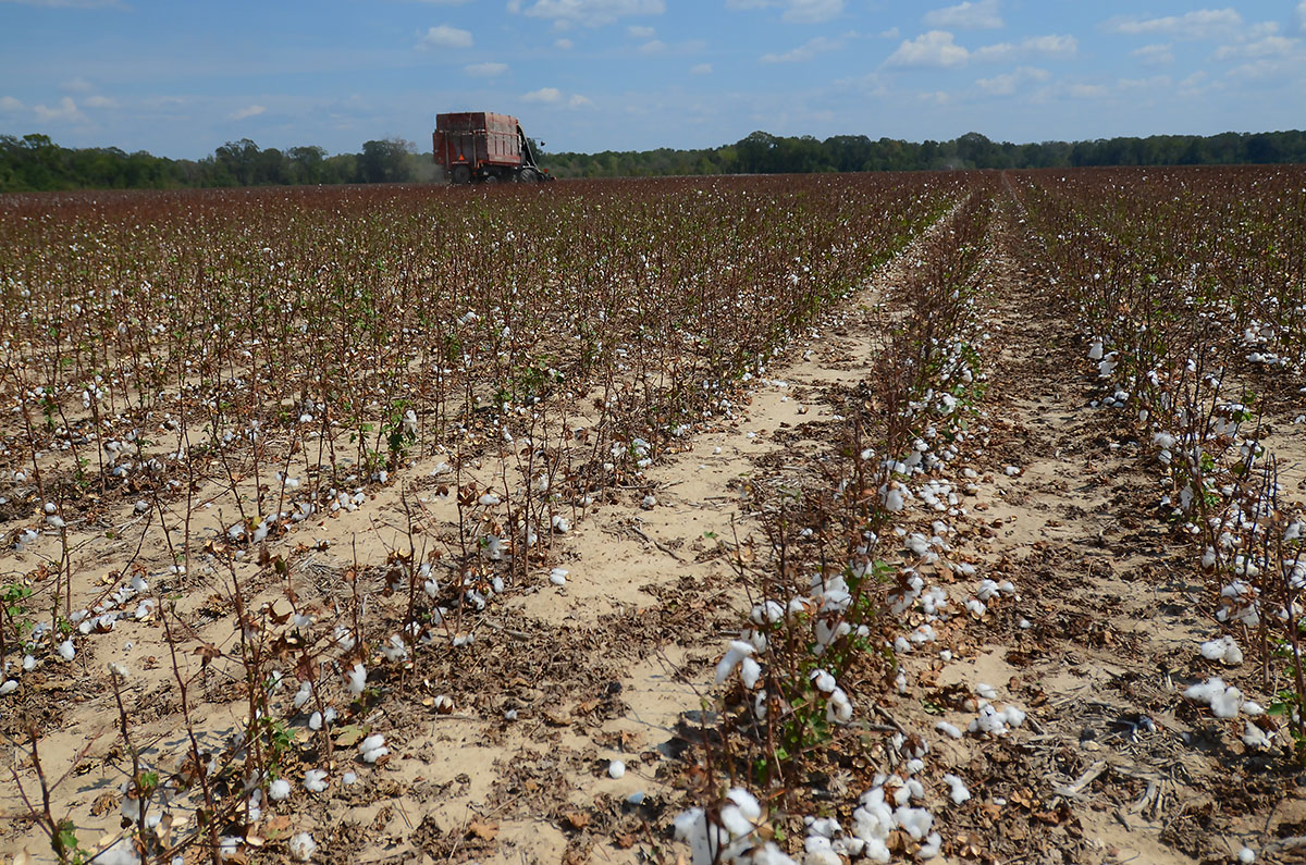 ‘Hot, hot, hot’: Historic heat and drought taking toll on state’s agriculture